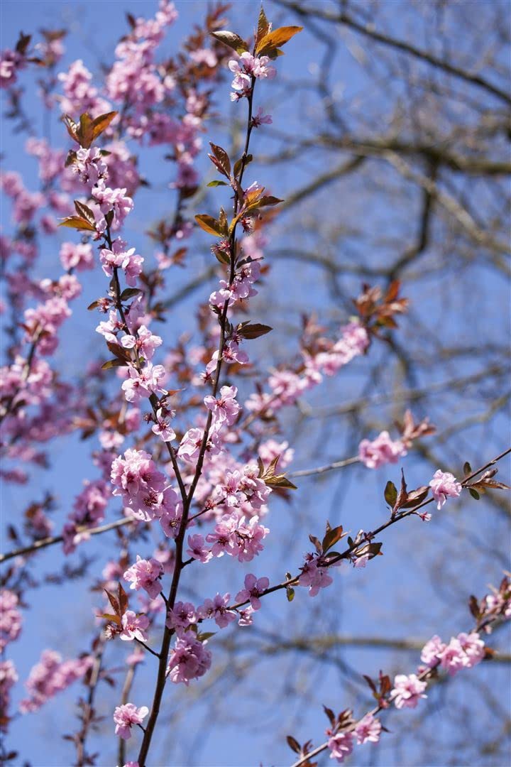 Blutpflaume Prunus cerasifera Nigra 100-125 cm Solitär winterhart