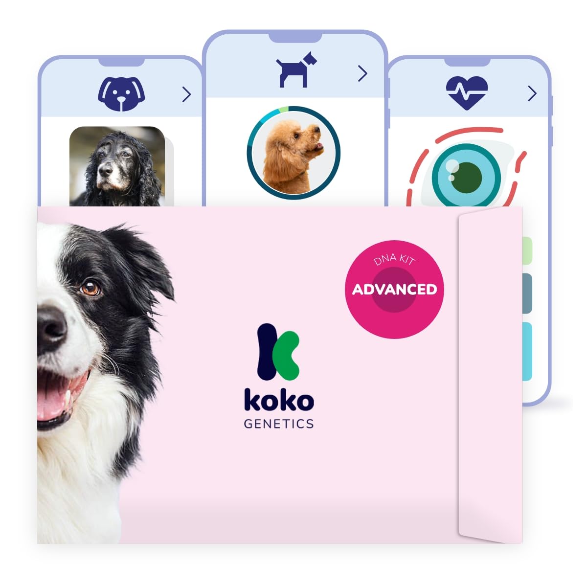 Koko Genetics Dna Test per Cani Advanced - (+175 Rapporti di Razze, Salute e Tratti) - Aggiornamenti Senza Costi aggiuntivi