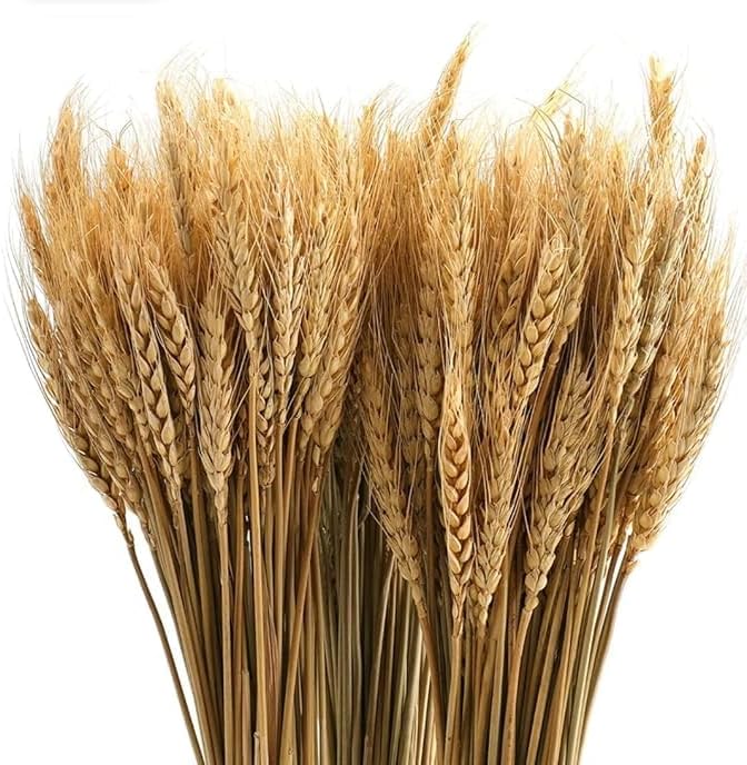 50 Pcs Set 30 cm Natural Dried Pampas Grass,Real Rabbit Bunny Tail,Reed Pampas,Boho Bouquet,Artificial Flowers Decor for Table Vase Home Decoration. (50 Pcs Dried Wheat Grass)