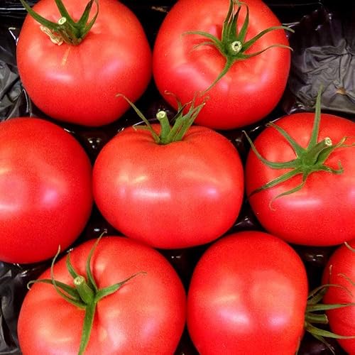 Miniatura 5 de The Caribe Caribbean Semillas de tomate para plantar, más de 100 semillas tradicionales por paquete, semillas de jardín de Isla (semillas de jardín