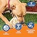 K9warehouse® - Jumbo Cow Ears Made with Bully Stick Flakes for Dogs - USA Packed, All-Natural Dog Chews - Great Alternative to Pig Ears, Lamb Ears, and Water Buffalo Ears