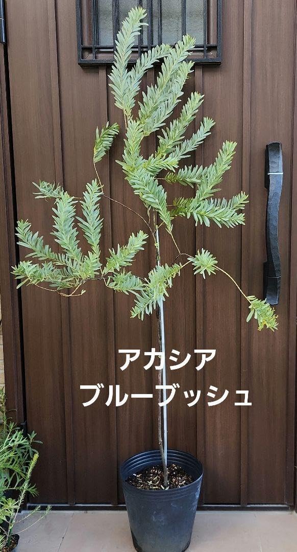 アカシア ブルーブッシュ 苗木 ポット苗 ミモザ 苗のみ 銅葉ミモザ