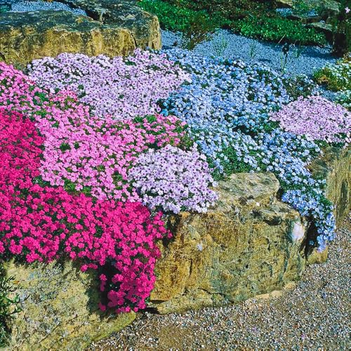 Pack 3 Creeping Phlox Plant Live 5-8 Inches Perennial Creeping Phlox Ground Cover Outdoor Garden (Random-Colored)