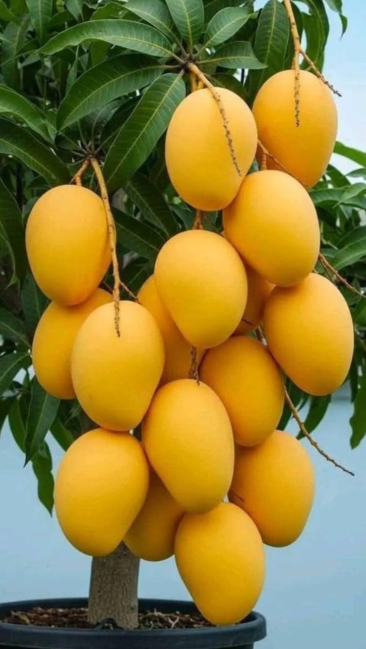 All Time 12 Months Hybrid Grafted Vietnam Variety Mango Live Plant in a Pot – High-Yield, Sweet Mango Tree for Home Garden, Tropical Fruit, for Ground Planting"-NDN-7T-image-42