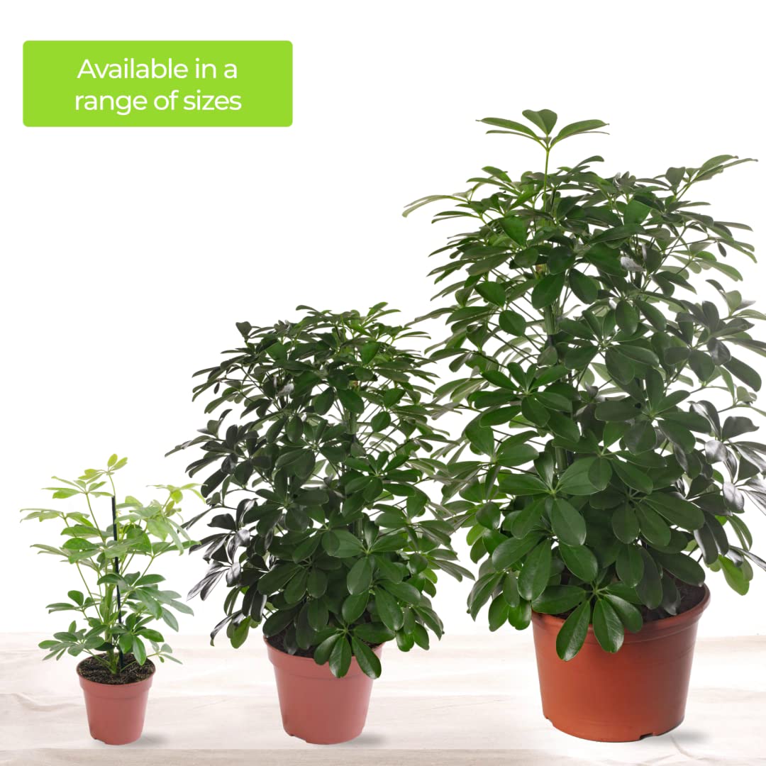 Schefflera Nora Plante d'intérieur rare exotique grande toujours verte