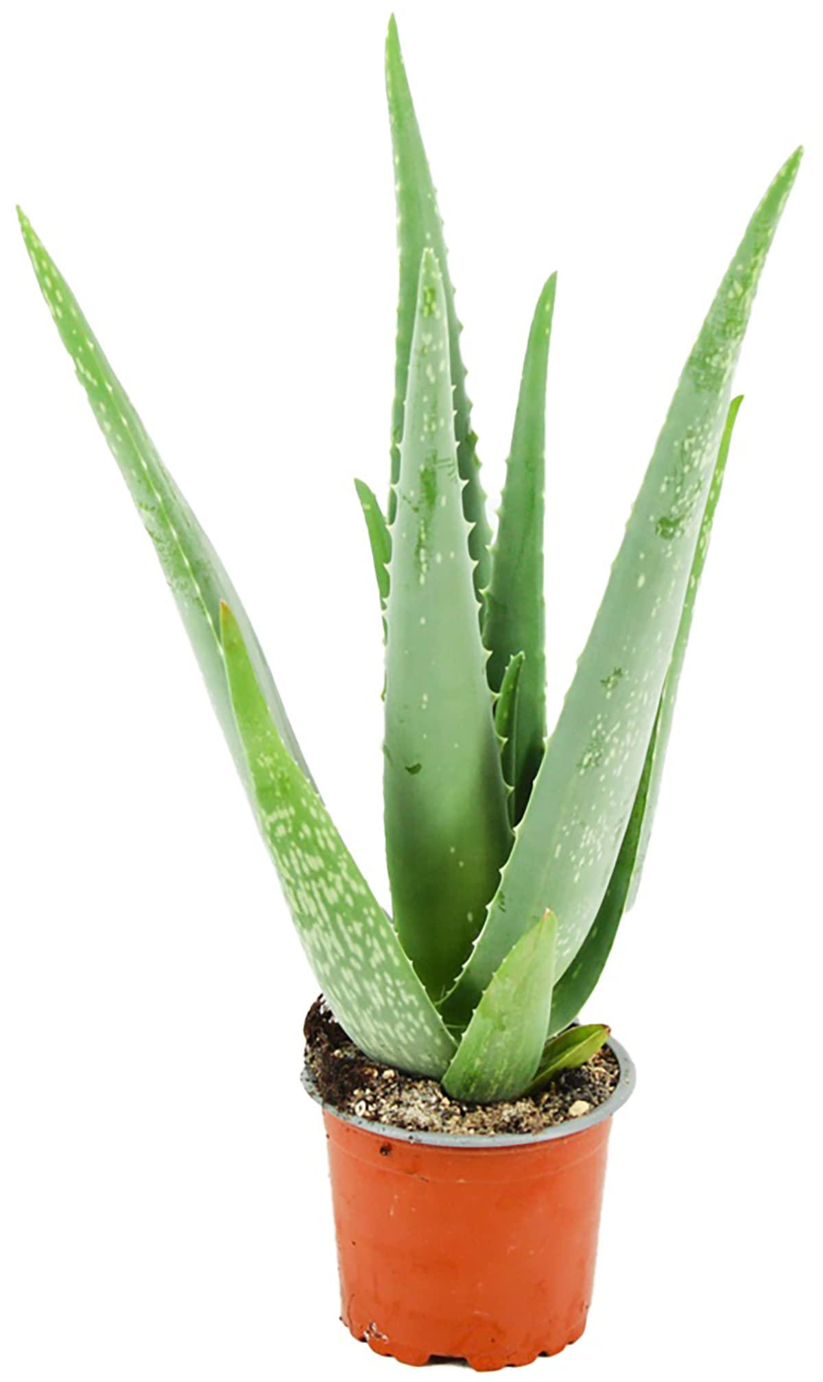 aloe vera wash Aloe Hydrating Cleanser