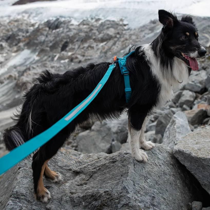 Non-Stop Dogwear Touring Bungee – Blaugrün – 2,8 m/23 mm