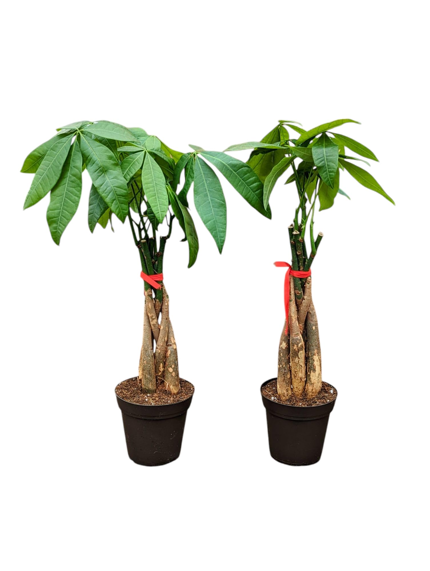 Live Money Tree Set of 2
