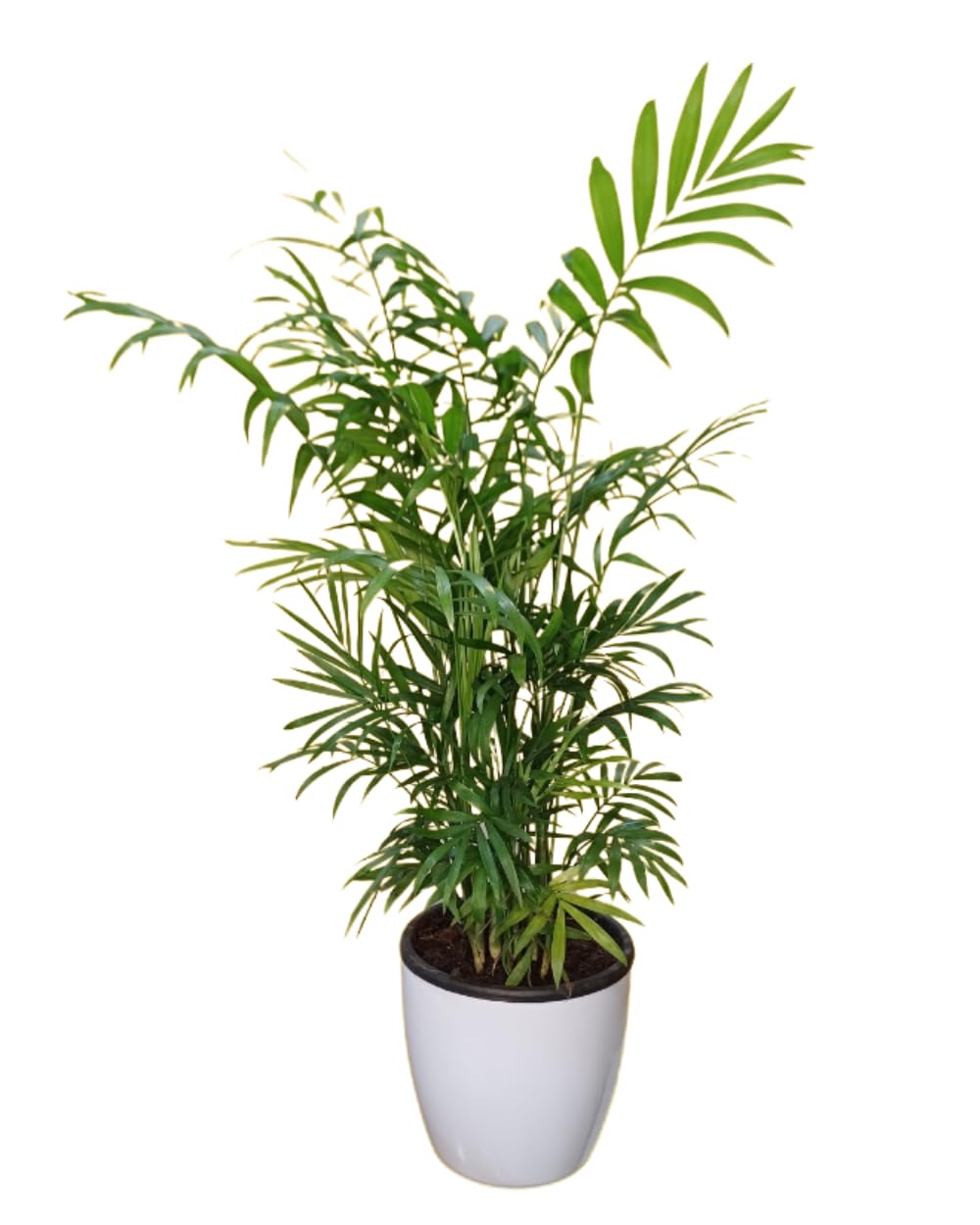 Sugram Air Purifying Bamboo Palm Plant with Additional 5.5 inch Pot for self watering Large Size gift, indoor plants for living room (B0CNLJ7299) Amazon Price History, Amazon Price Tracker