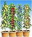 BALDUR Garten Säulen-Obst-Kollektion Birne, Kirsche, Pflaume & Apfel, 4 Pflanzen als Säule Birnbaum, Kirschbaum, Pflaumenbaum, Apfelbaum