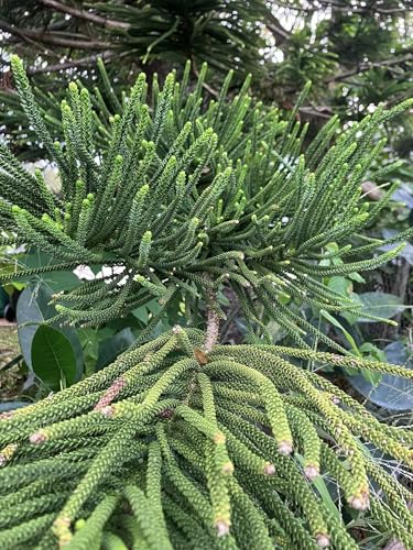 Generic Norfolk Island Pine Tree (Araucaria heterophylla) Seeds, Green