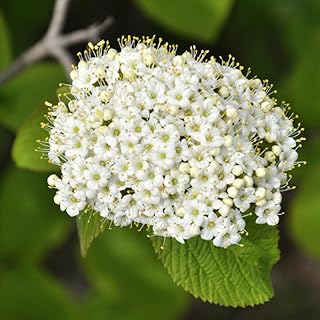 White Viburnum Plant, Live Viburnum Bush, 8 to 10 Inch Tall White Viburnum Live Plant in Pot, Perennial Viburnum Shrub Viburnum Bush Starter Plant for Outdoor Garden