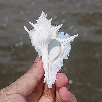 Amazon.co.jp: 大きな貝殻、ジャンボ貝殻 、 大きな天然の珍しい