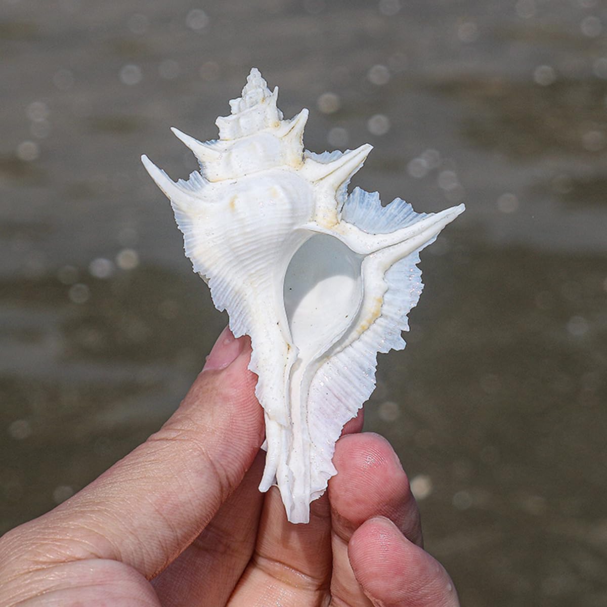 巨大 ヤシ貝 巻貝 天然物 30×22×15cm 1480ｇ 自然標本 オブジェ 巨大 ヤシ貝 巻貝 天然物 30×22×15cm 1480g 自然標本 オブジェ 巨大