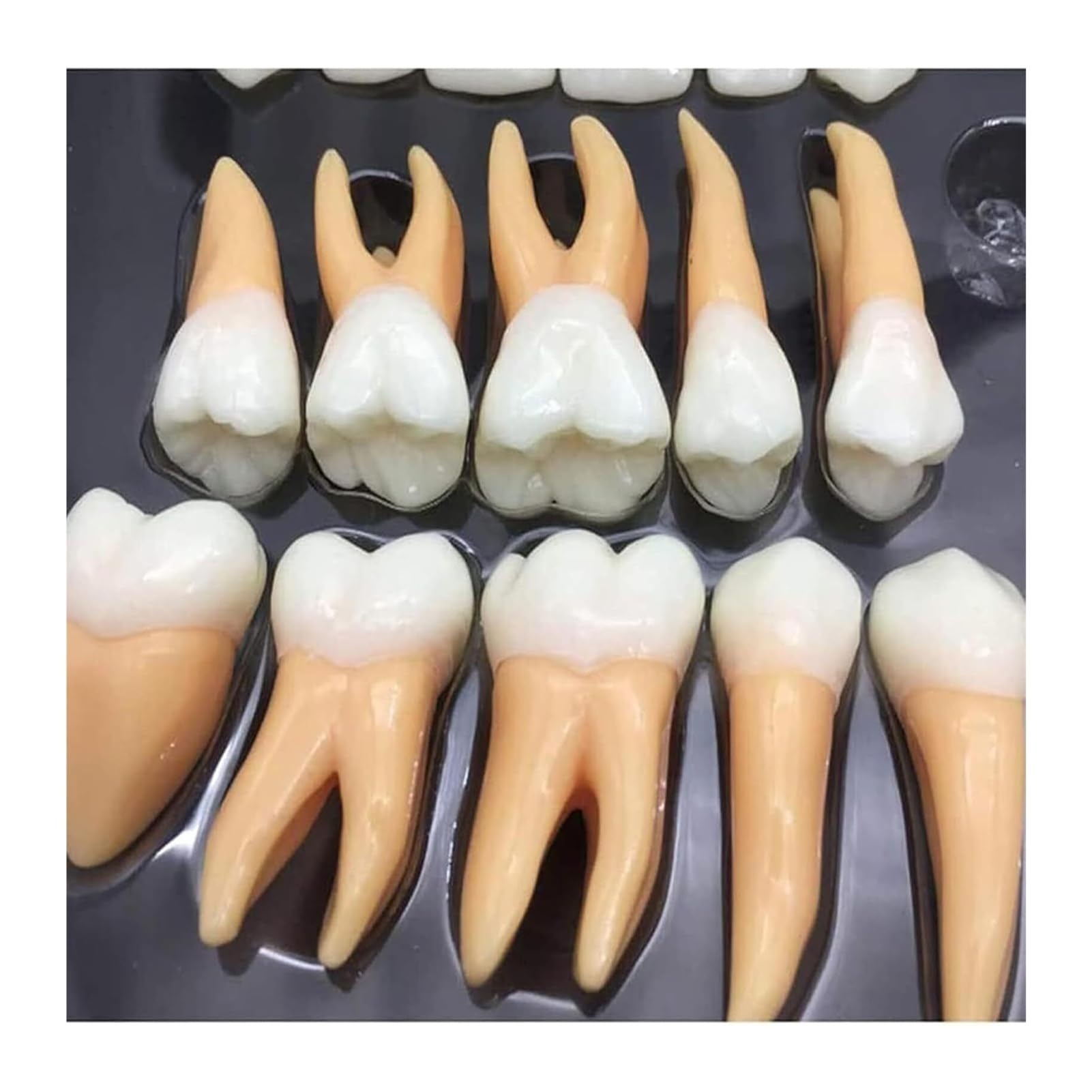 Model zębów dentystycznych powiększony 2,5 razy - 32 szt. Zestaw zębów dla dorosłych z etui do przechowywania, powiększone dwukolorowe zęby Narzędzia edukacyjne i dydaktyczne