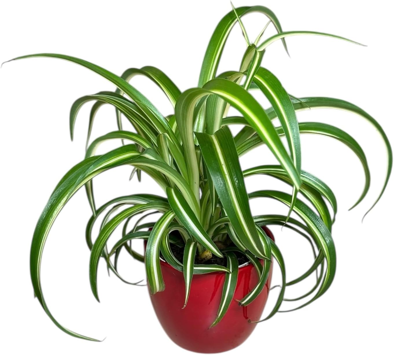 Bonnie Curly Spider Plant, Pet Friendly, Variegated Curly Leaves, Easy to Care and Grow Attractive Plant in 4.7 inch Red Decorative Pot - Hopewind Plants Shop