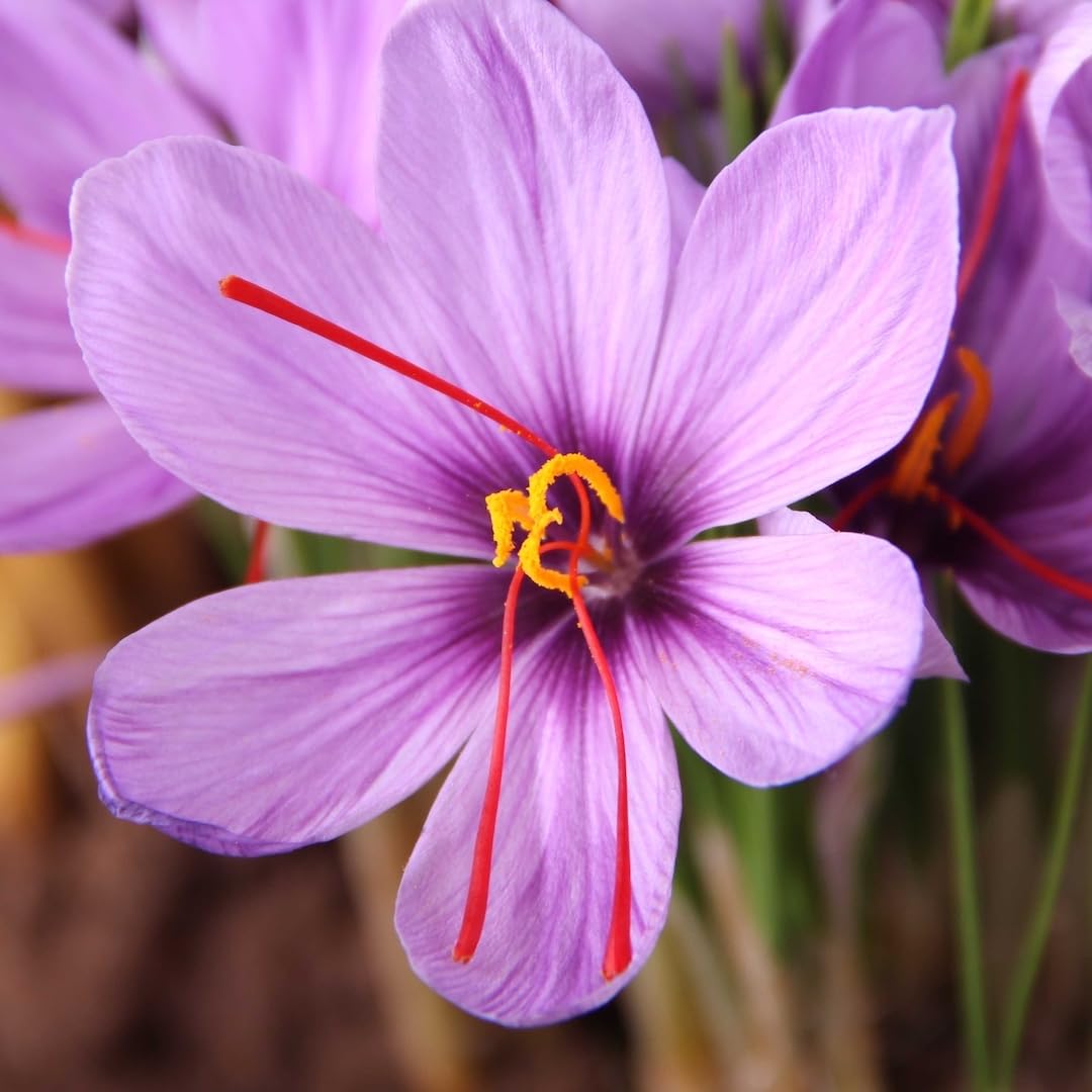 M-Tech Gardens Saffron Crocus Flower Plant Kashmiri Saffron Bulb/Kesar/Zafran/Crocus Corm (5 Bulbs Pack) - Image 3 thumbnail