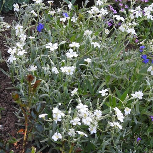 semi - ceratofillo to perenni resistenti per il giardino recisi da giardino, resistenti all'esterno decorazione 500pcs