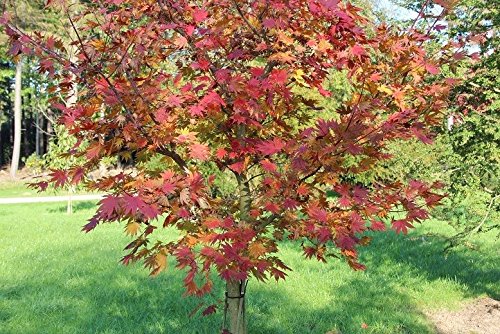 Sugar Maple, Acer Saccharum (Northern), 20 Tree Seeds, Fall Colors! #TOP2