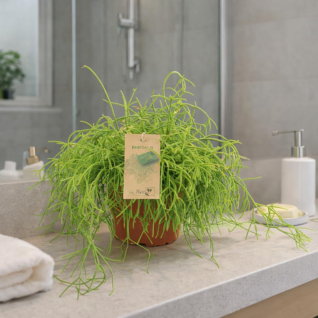 saatgut bienenweide GREEN MUNDO Saatgut