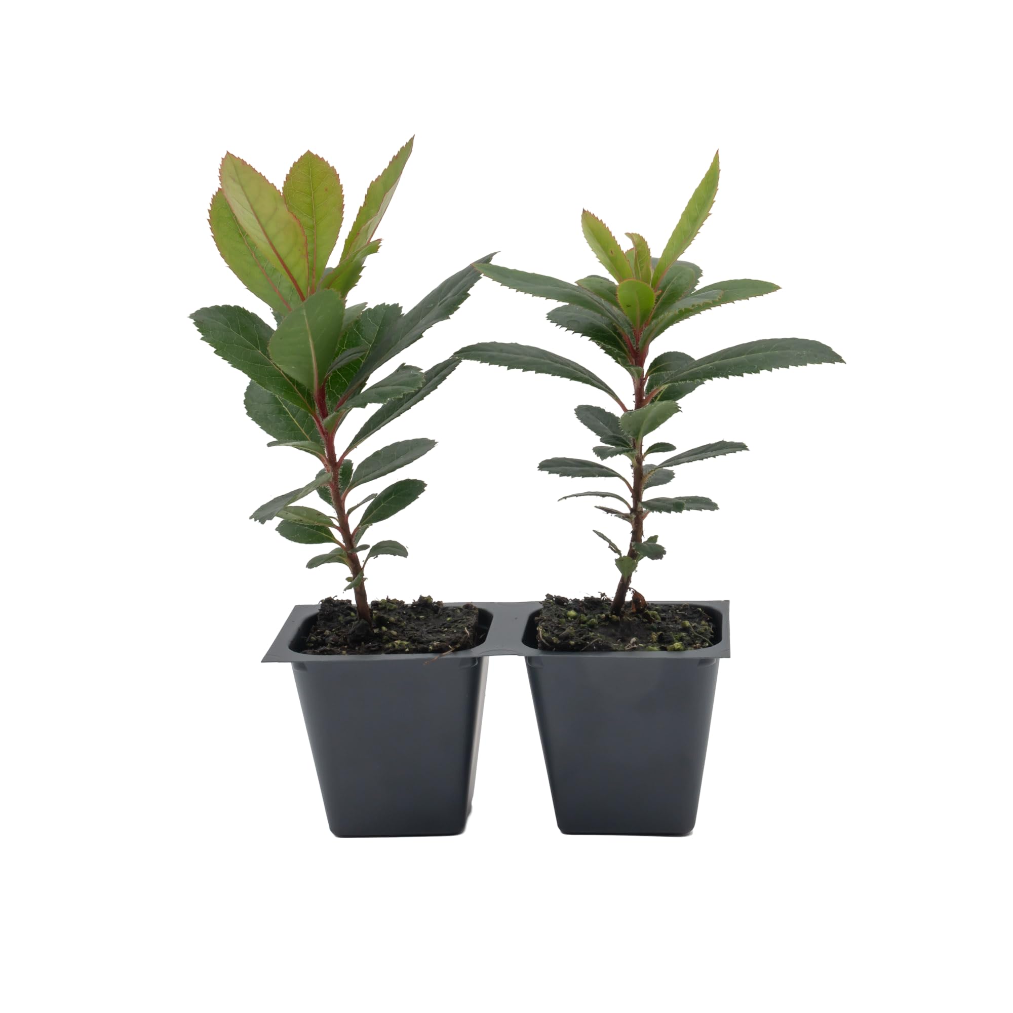 2 Arbutus Unedo Live Strawberry Tree Plants