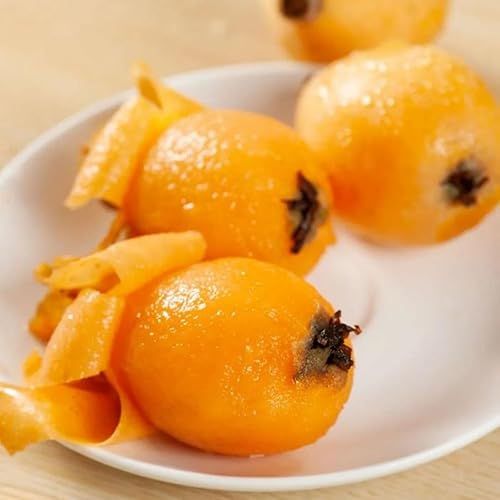 Miniatura 5 de Planta viva de níspero, árbol de níspero vivo, de 10 a 13 pulgadas de altura, planta de níspero dorado vivo para jardinería, maceta de medio galón