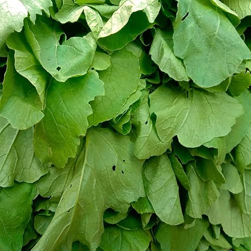 Miniatura 3 de Semillas de Mostaza (Florida Broadleaf) (1000 Semillas)