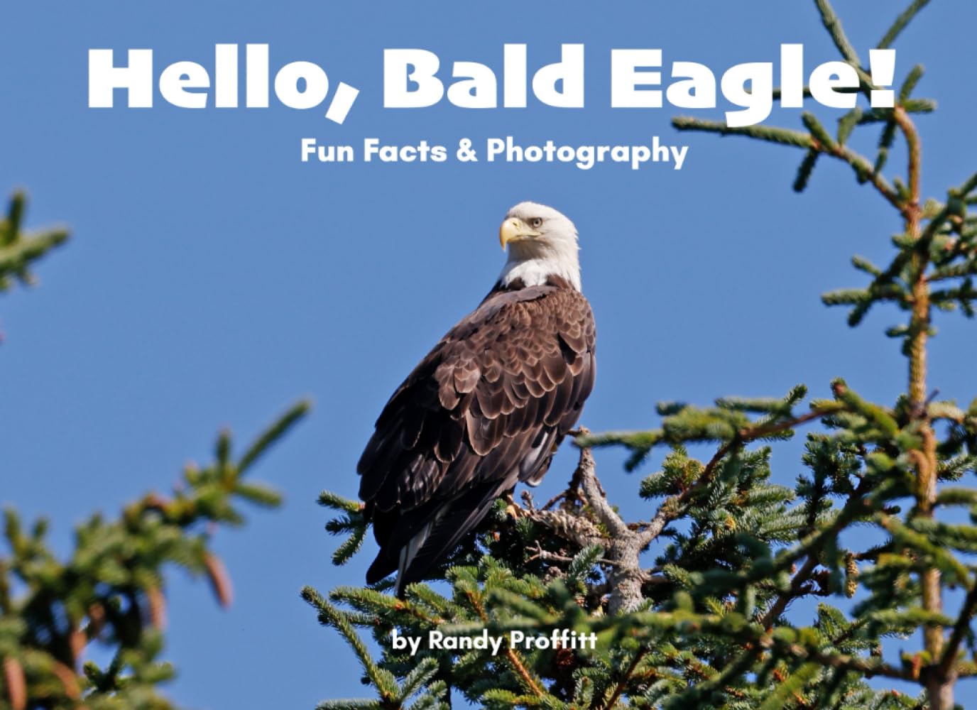 Hello, Bald Eagle! (Hello, Wildlife!)