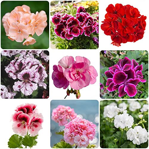 semillas de geranios variados - geranio - Pelargonium flores regalo semillas de flores plantas decorativas alféizar de la ventana decoración interior mariposa arbusto plantas raras 10 piezas