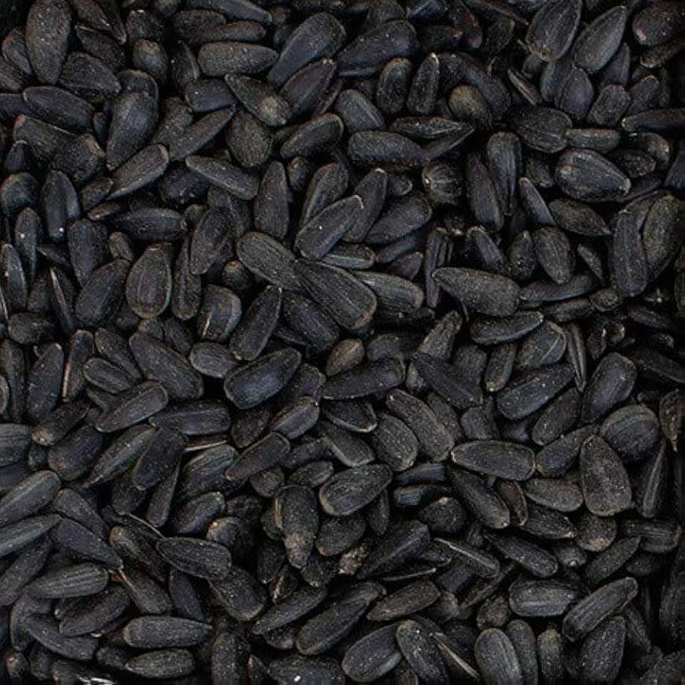 Amazon.co.uk Black Oil Sunflower Seed