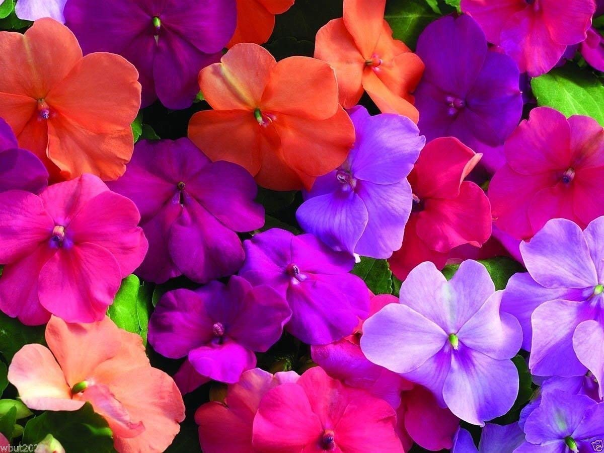7 : 100 Pcs Rare Climbing Rose Flower Seeds Ivy Vine Hanging Beautiful Perennial Flowers Bonsai Garland Wedding Decoration Party: Only Seeds