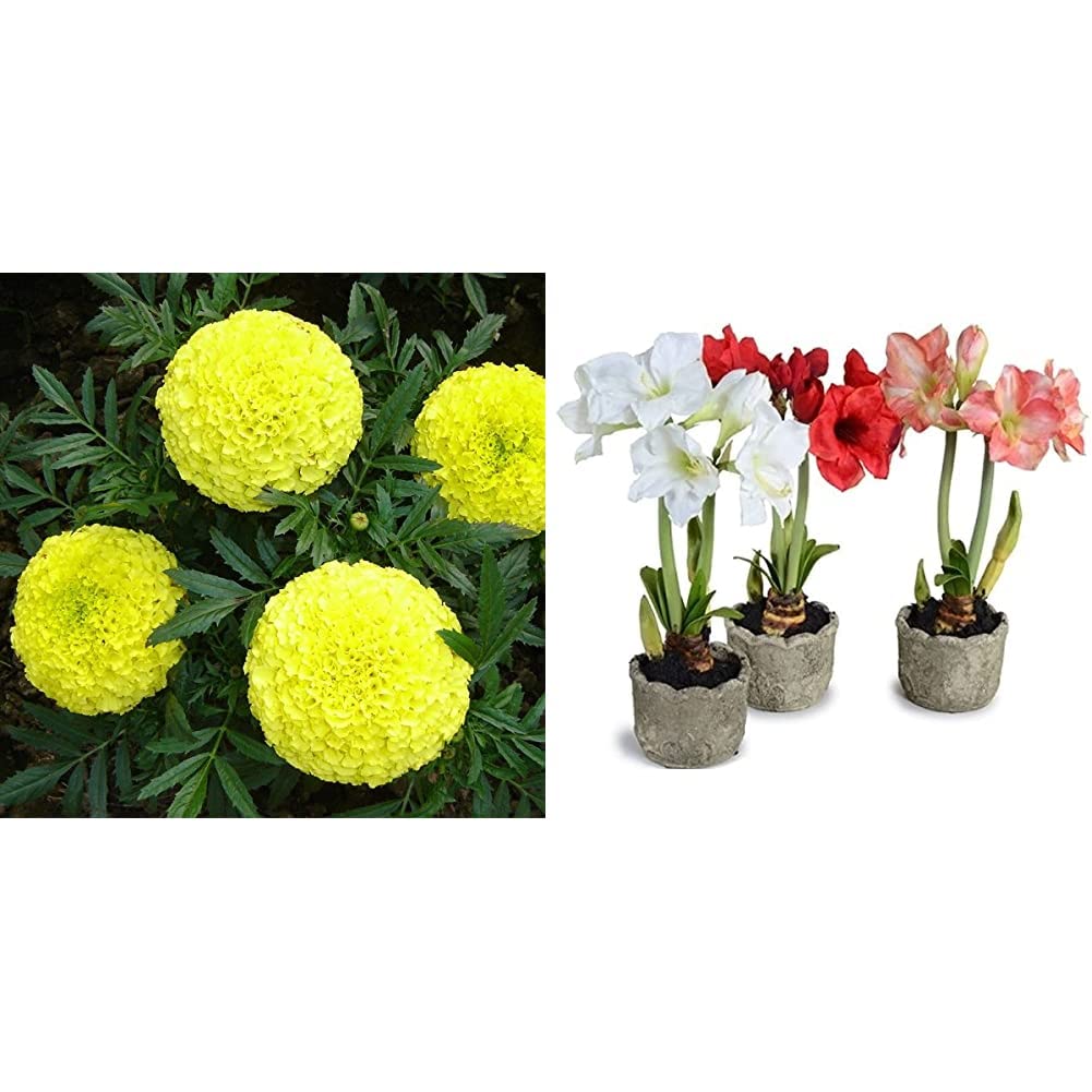 Kraft Seeds Garden Mix of Gainda/African Marigold Flower (Height 30-40 cm, Multicolour, 1000 Pieces) & Gate Garden Amaryllis Lilly Flower Bulbs (Multicolour, Pack of 11) Combo (B087D5SK2T) Amazon Price History, Amazon Price Tracker