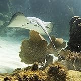 Größe: 38,10 x 38,10 cm The Poster Corp Keith Levit/Design Pics – Caribbean Whiptail Stingray (Himantura Schmardae); Utila Bay Islands Honduras Photo Print (38,10 x 38,10 cm)