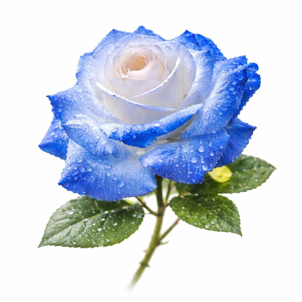 Rose Seeds for Planting – Blue, Rainbow, Dark Red, Pink & Mixed Varieties – 10 Flower Seeds Per Pack Ornamental Garden Plants for Outdoor (Spill Sky Blue)