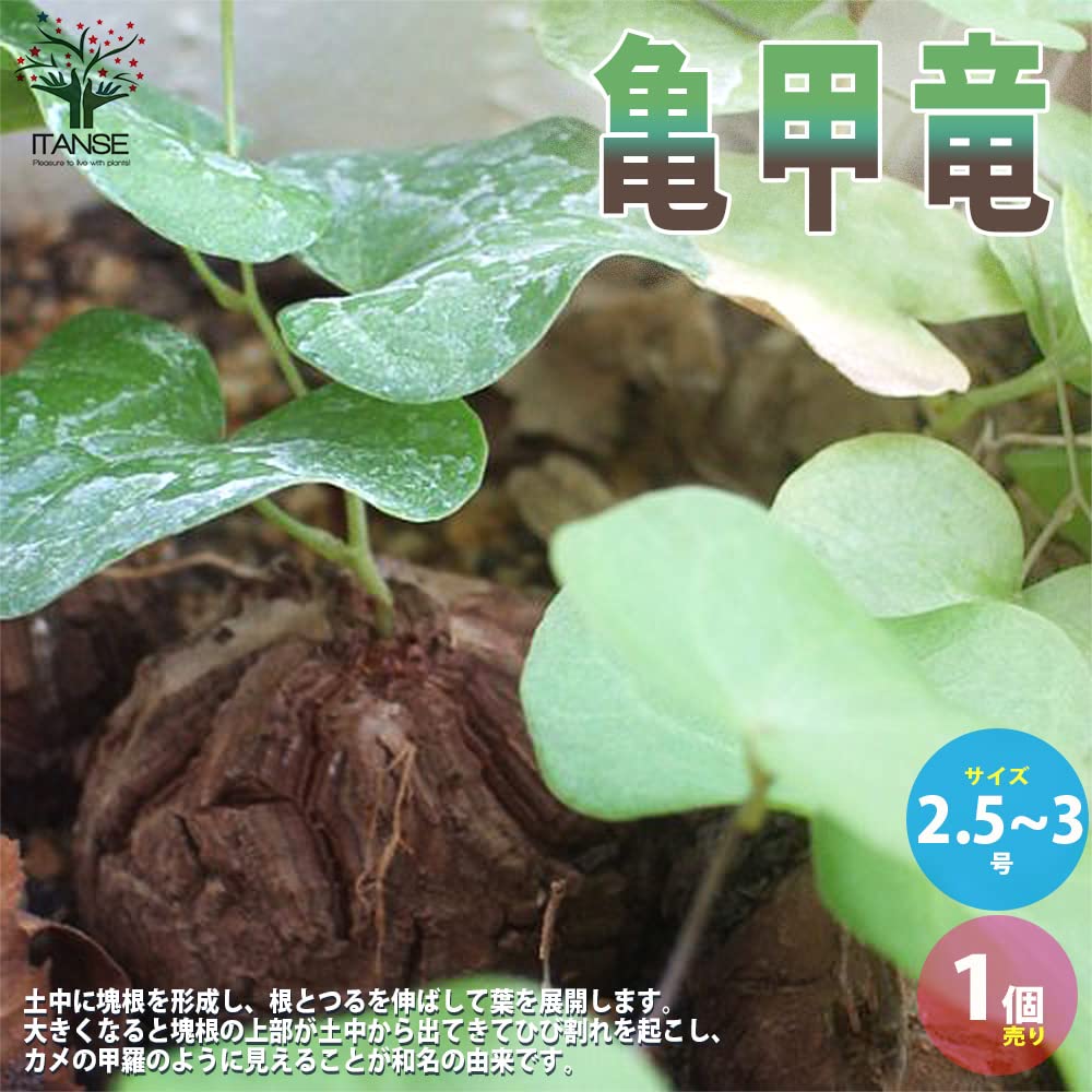 Amazon.co.jp: ITANSE 亀甲竜(きっこうりゅう)つる性の