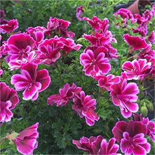 TJYXGS 20Pcs Purple Geranium Seeds Fragrant Bright Colors Eye-catching Gardening Ornamental Flowers Perennial Pelargonium Seeds for Home Garden Planting
