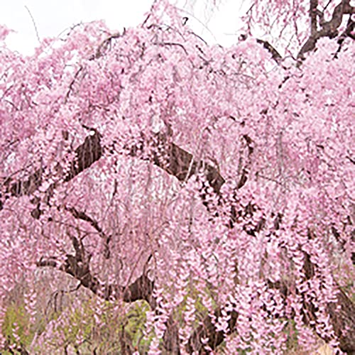 Yegaol Garden 5Pcs Dwarf Weeping Purple Pink Cherry Tree Seeds Non-Gmo Beautiful Ornamental Perennial Low Maintenance Attracts Pollinators Landscaping Garden #TOP3