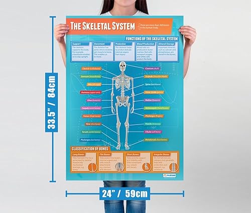 Miniatura 3 de Daydream Education Póster de The Skeletal System - Laminado - FORMATO GRANDE 33 x 23.5 pulgadas - Aula de Educación Física - Decoración - Gráficos