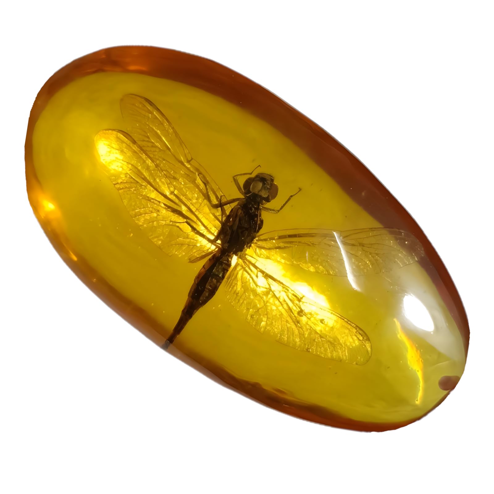 Drxrd Dragonfly Insect Amber Specimen, Resin Real Bugs Taxidermy Fossil, Artificial Amber Stone Ornament, For Science Education And Collection