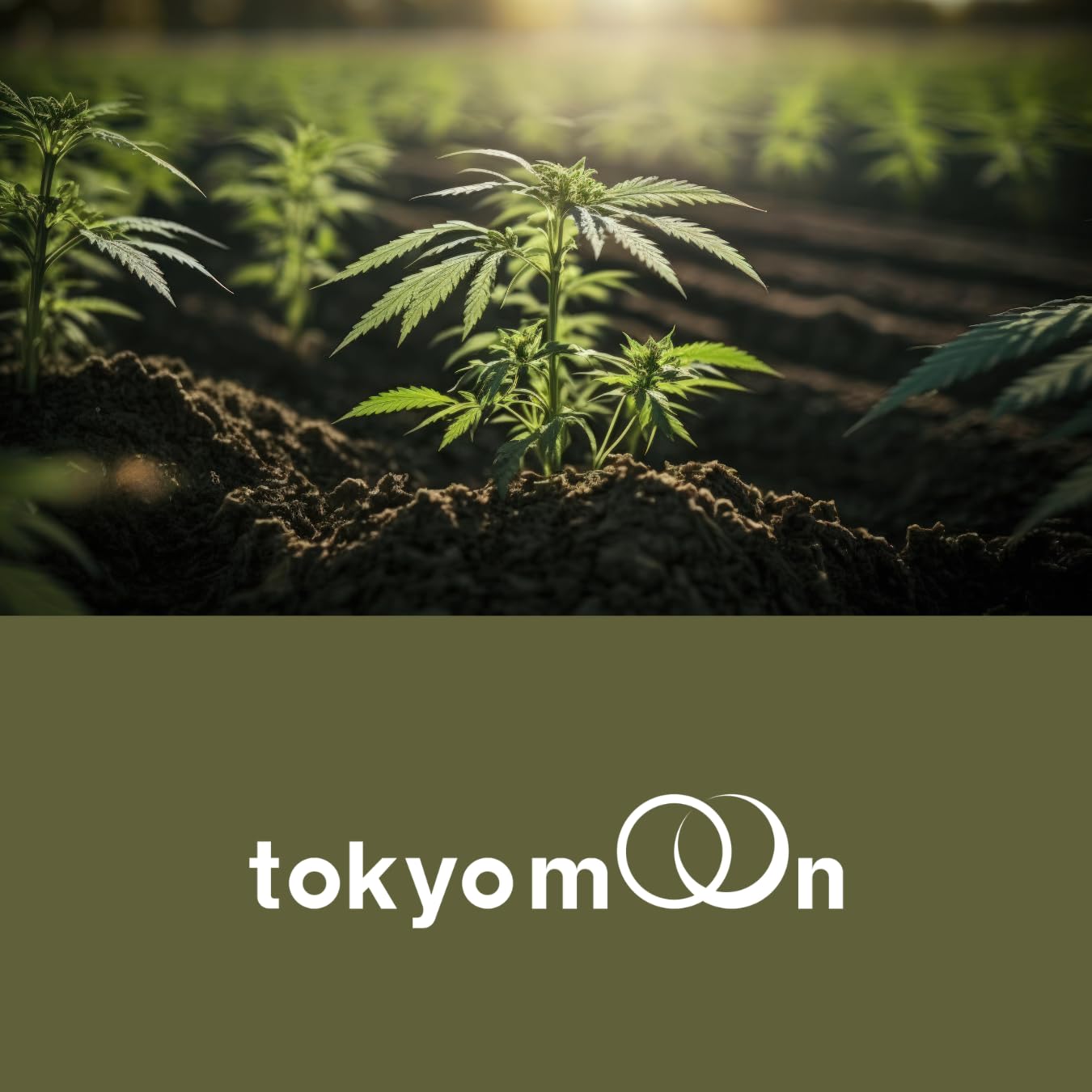 Amazon.co.jp: tokyo mooon CBD アイソレート パウダー 原料 100g