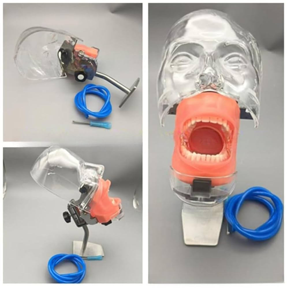 Amazon.co.jp: xixinxing 歯の模型 歯科用ファントムヘッド