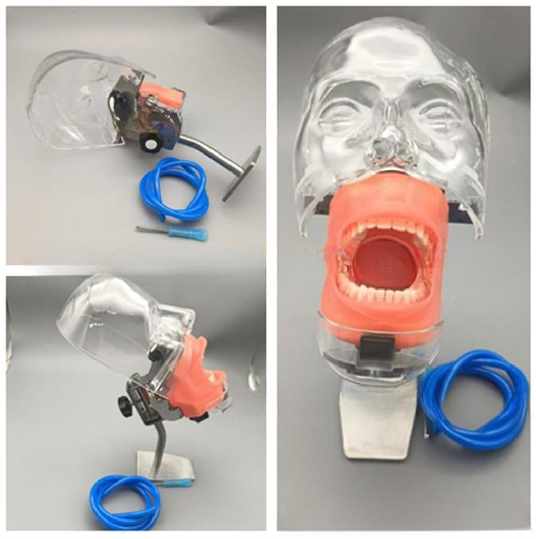 Amazon.co.jp: xixinxing 歯の模型 歯科用ファントムヘッドモデル 歯