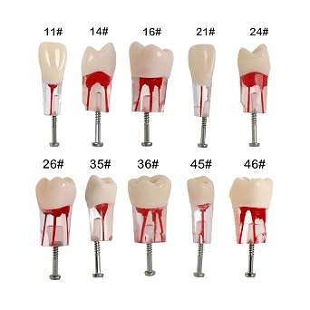 10 Pcs Dental Teeth Model Endo Root Canal Therapy with Hole Tooth Particle Pulp Files Practise Blocks Fit NISSIN 200 28 Pieces of Teeth M8006-10