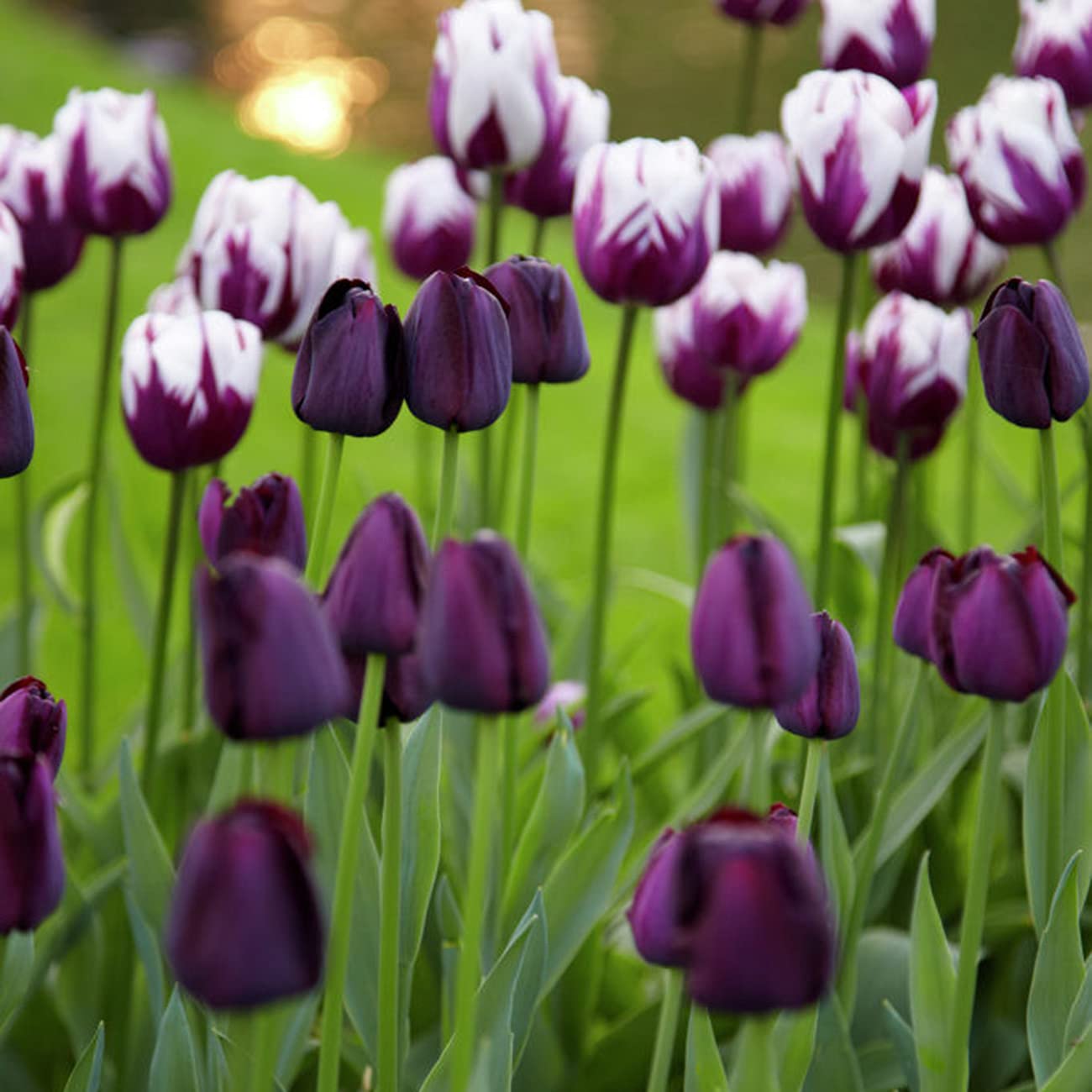 VAN ZYVERDEN87374 Tulips Rem's Favorite Blend Set of 15 Bulbs Flowering-Plants, Purple, White and Blackish