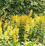 Gefleckter Gold Felberich Alexander - Lysimachia...