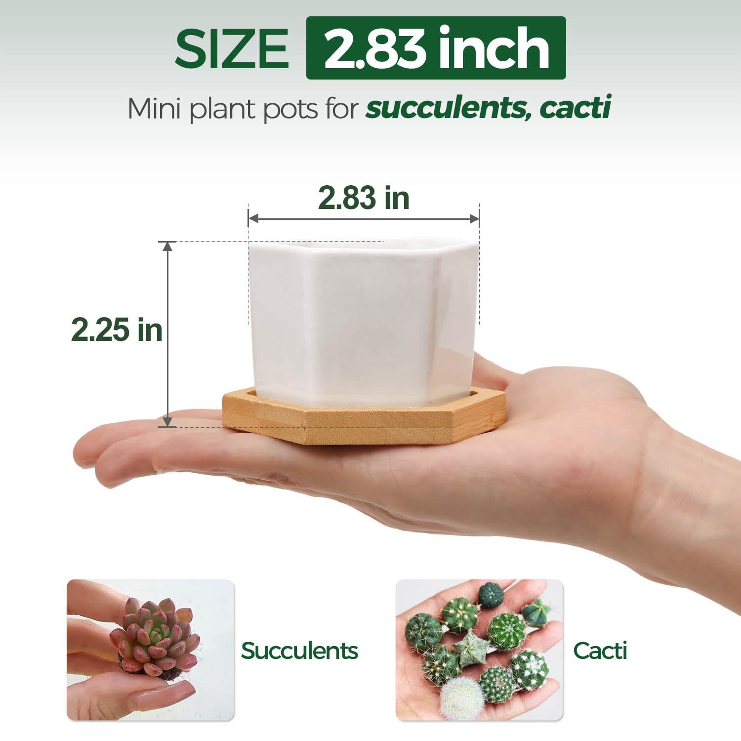 Amazon.co.jp: T4U 7CM 植木鉢 多肉植物鉢 サボテン鉢 陶器鉢 ミニ鉢