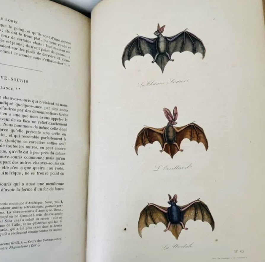 通常20万以上 希少本 ビュフォン全集21巻 1825年 全26巻中5冊なし特価 通常20万以上 希少本 ビュフォン全集21巻 1825年 全26巻中