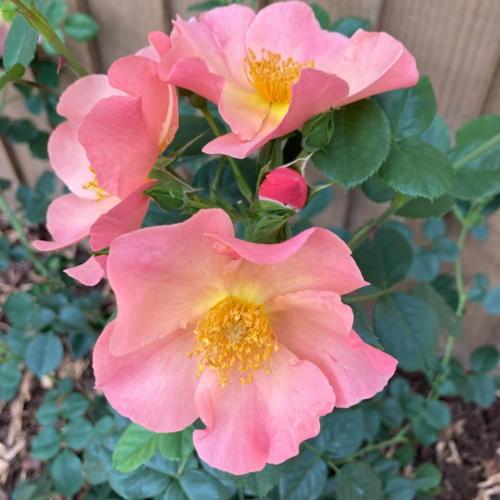 Yougarden Pink Harkness Rose 'Simple Peach' ®, Established Plant In 4 Litre Pot, Ready To Plant, Peachy Roses For Pots, Beds, Borders, Summer To Autumn Flowering Shrub Rose