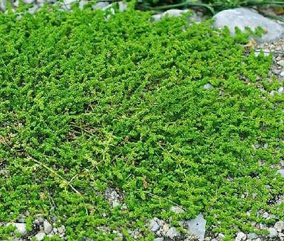 GREEN CARPET RUPTUREWORT Herniaria Glabra - 2,500 Bulk Seeds