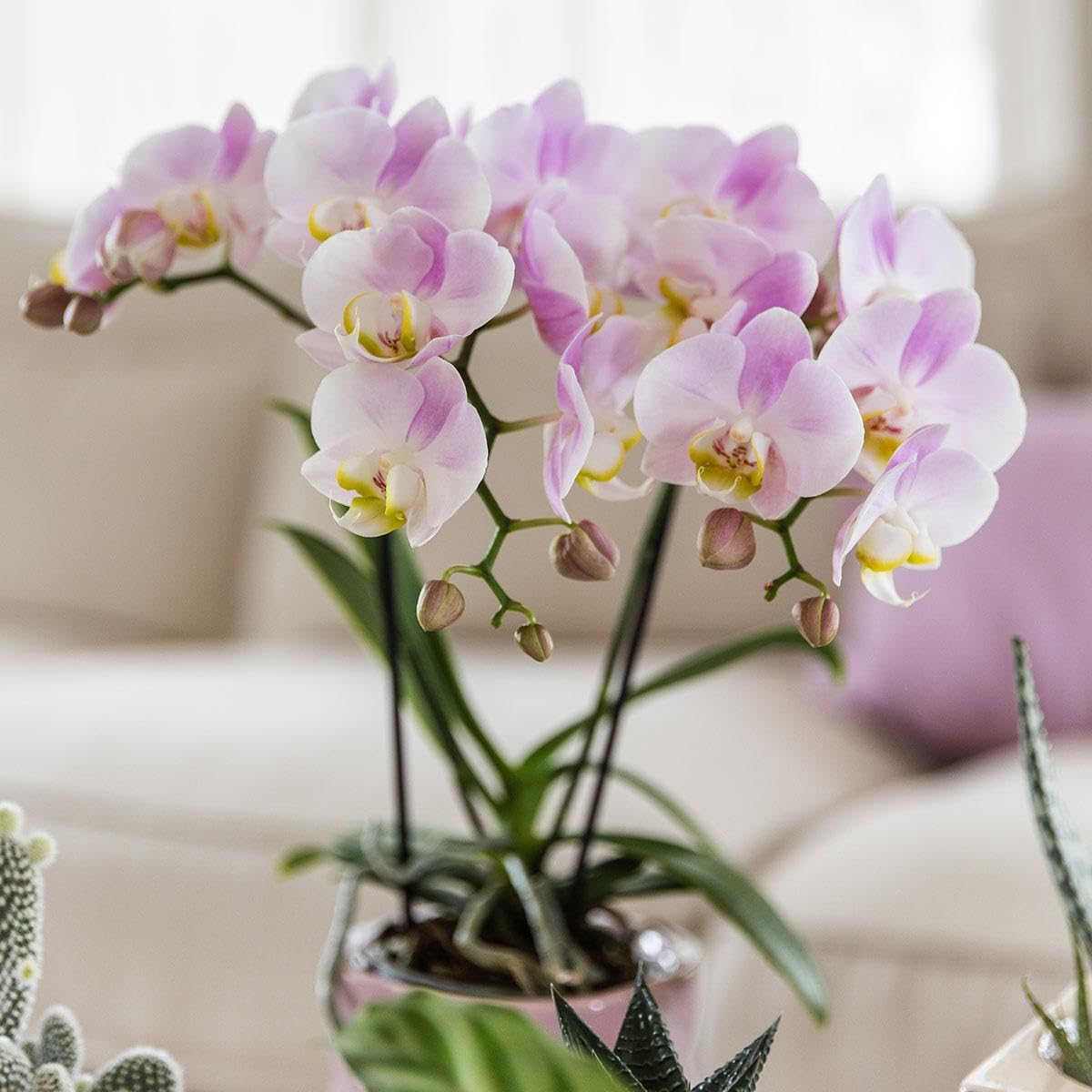 Kolibri Orchids | Rosa Phalaenopsis Orchidee - Portugal - Topfgröße Ø9cm | Blühende Zimmerpflanze - Frisch vom Züchter